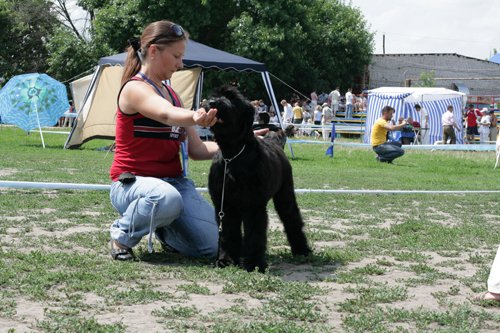 ЭЛЬ КОРАЗОН ЯБЛУНЕВЫЙ ЦВИТ.