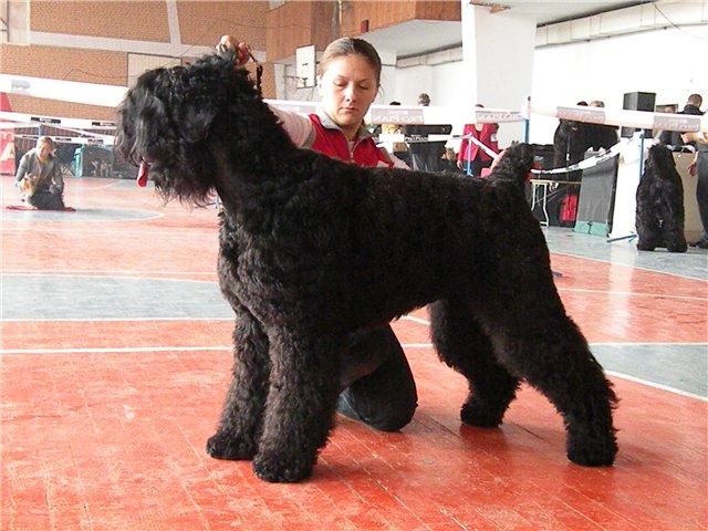 ЦАРИЦА ТАМАРА ИЗ АНГАРСКОЙ ЖЕМЧУЖИНЫ.