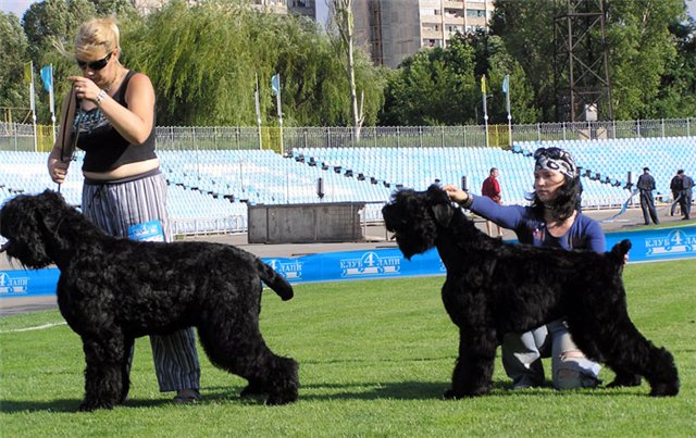 Цаца с Лукоморья из Ангарской Жемчужины, сравнение на Лучшего юниора.