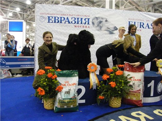 ЦВИТ ЯБЛУНЕВЫЙ И АМАЗОНКА В КОНКУРСЕ ПЛЕМПАР.